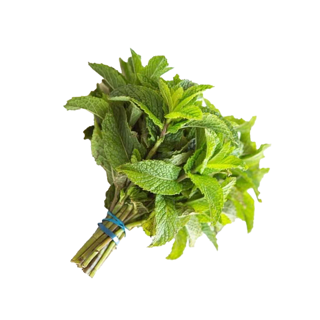 Frische Minze Bundel